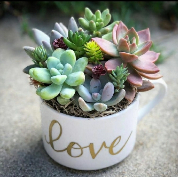 Meet your Posher, Tae - Picture 1 of 1